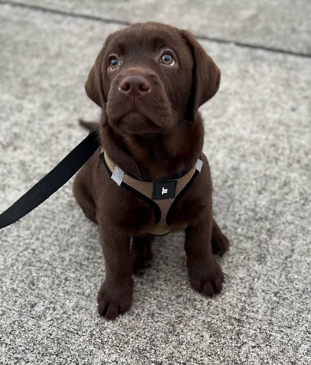 Cooper