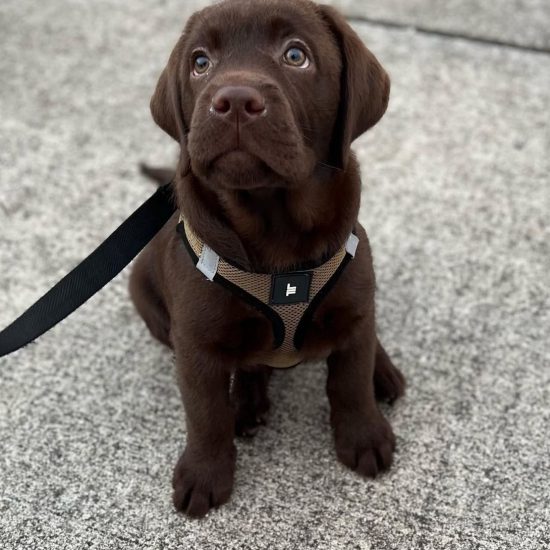 Cooper